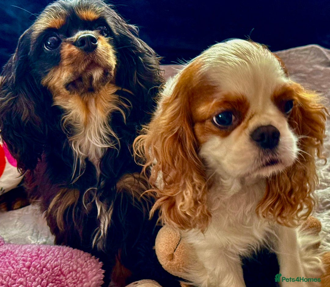 Cavalier King Charles Spaniel dogs for adoption: Daisy’s Story: Saved from the Brink of Death - Image 15