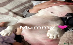 English Bull Terrier dogs for sale: Adorable English Bull Terrier Puppies - Image 24