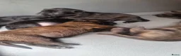 Belgian Shepherd Dog dogs for sale: Dutch Shepherd Puppies - Advert 2