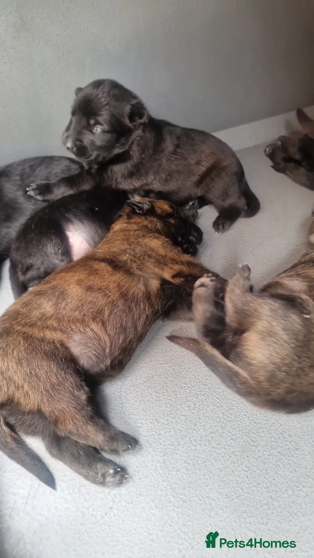Belgian Shepherd Dog dogs for sale: Dutch Shepherd Puppies - Advert 2