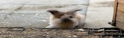 Angora rabbits for sale: Angora - Advert 9