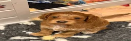 Mixed Breed dogs for sale: Beautiful Miniature Austrailian Labradoodle pups in Northwich - Advert 20