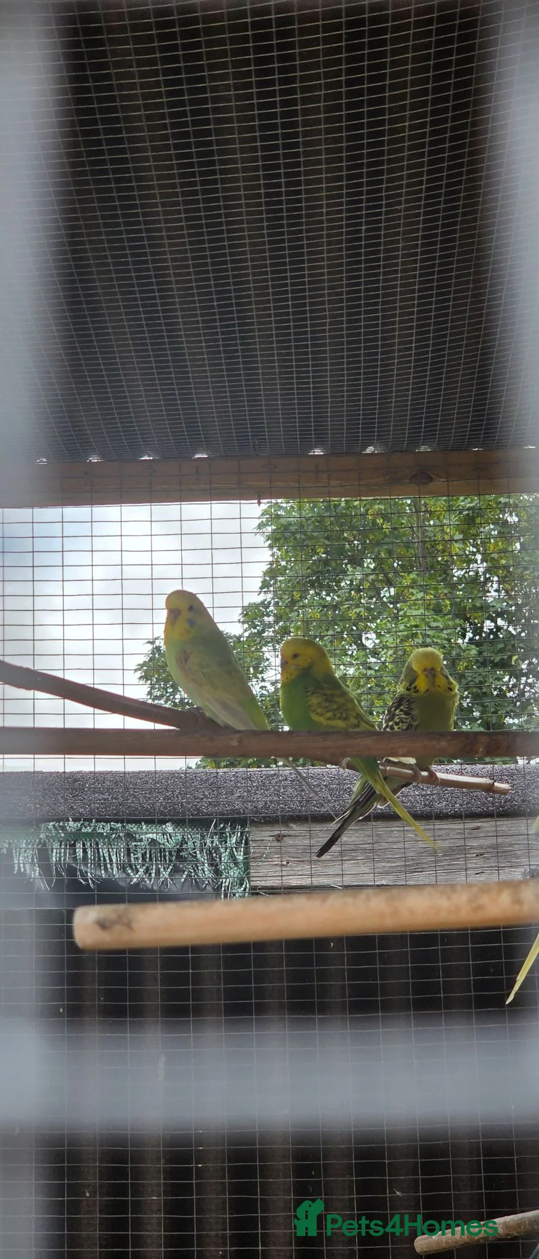 Budgerigars birds for sale: 10 budgies to go together - Advert 3