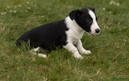 Mixed Breed dogs for sale: 🐾 Jack Russell x Border Collie Puppies  - Image 12