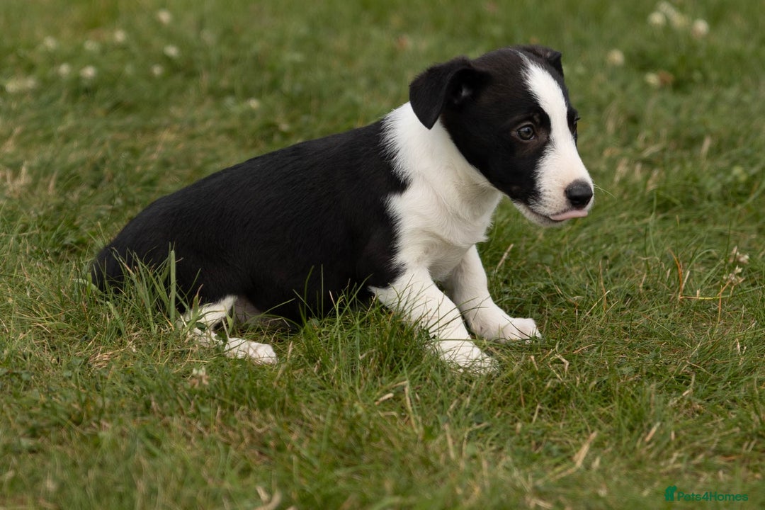 Mixed Breed dogs for sale: 🐾 Jack Russell x Border Collie Puppies  - Image 12