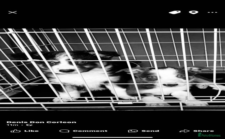 Border Collie dogs - Advert 1