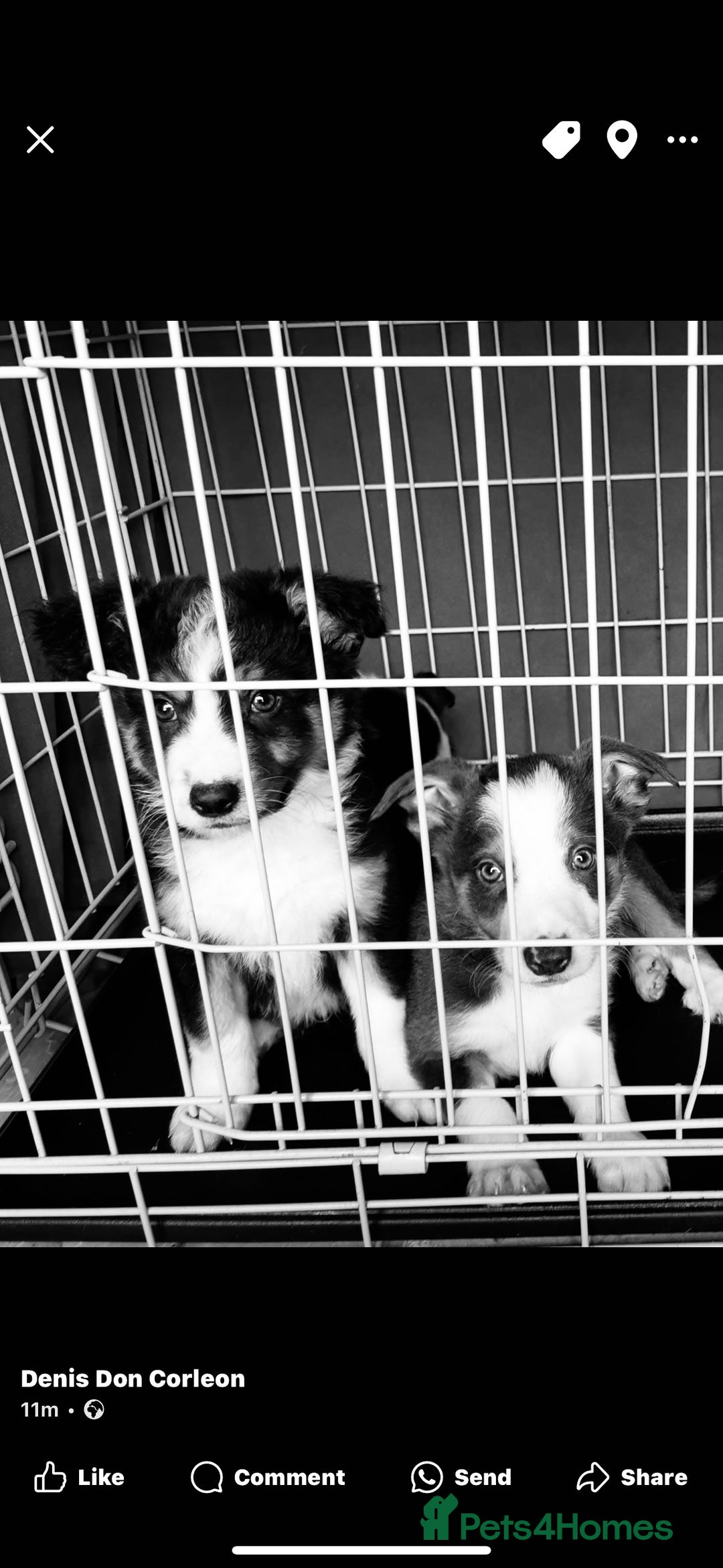Border Collie dogs for sale: Beautiful 3rd generation black/white puppies  - Image 1
