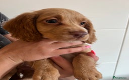 Cocker Spaniel dogs for sale: 2 female purebred cocker spaniels - Image 18
