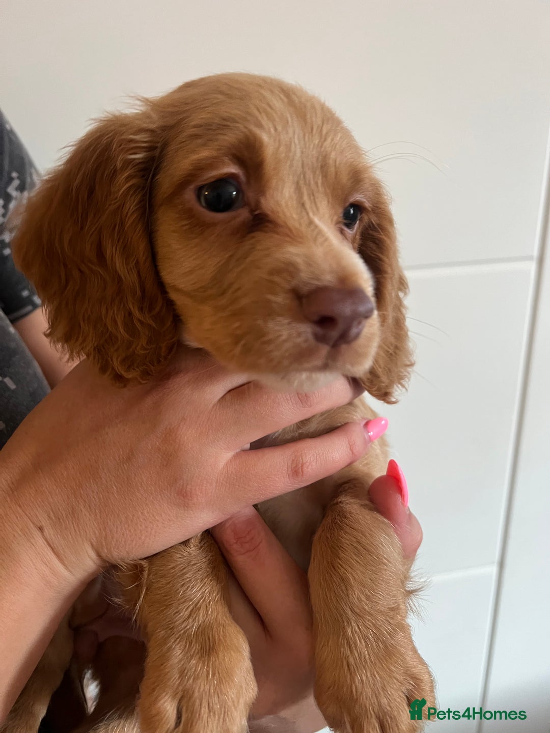 Cocker Spaniel dogs for sale: 2 female purebred cocker spaniels - Image 18