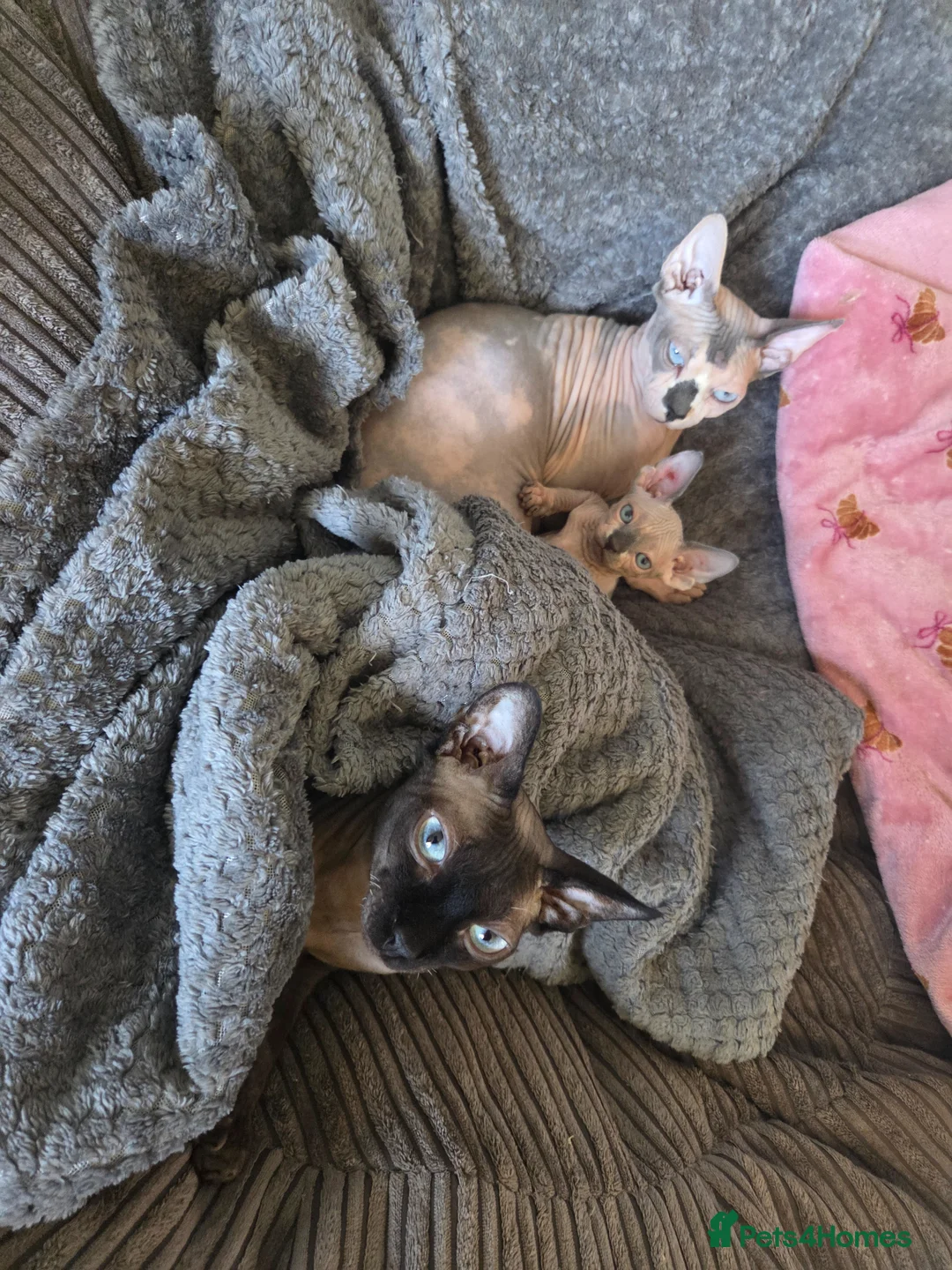 Sphynx cats for sale: Boy sphynx x 2 in Crawley - Advert 3