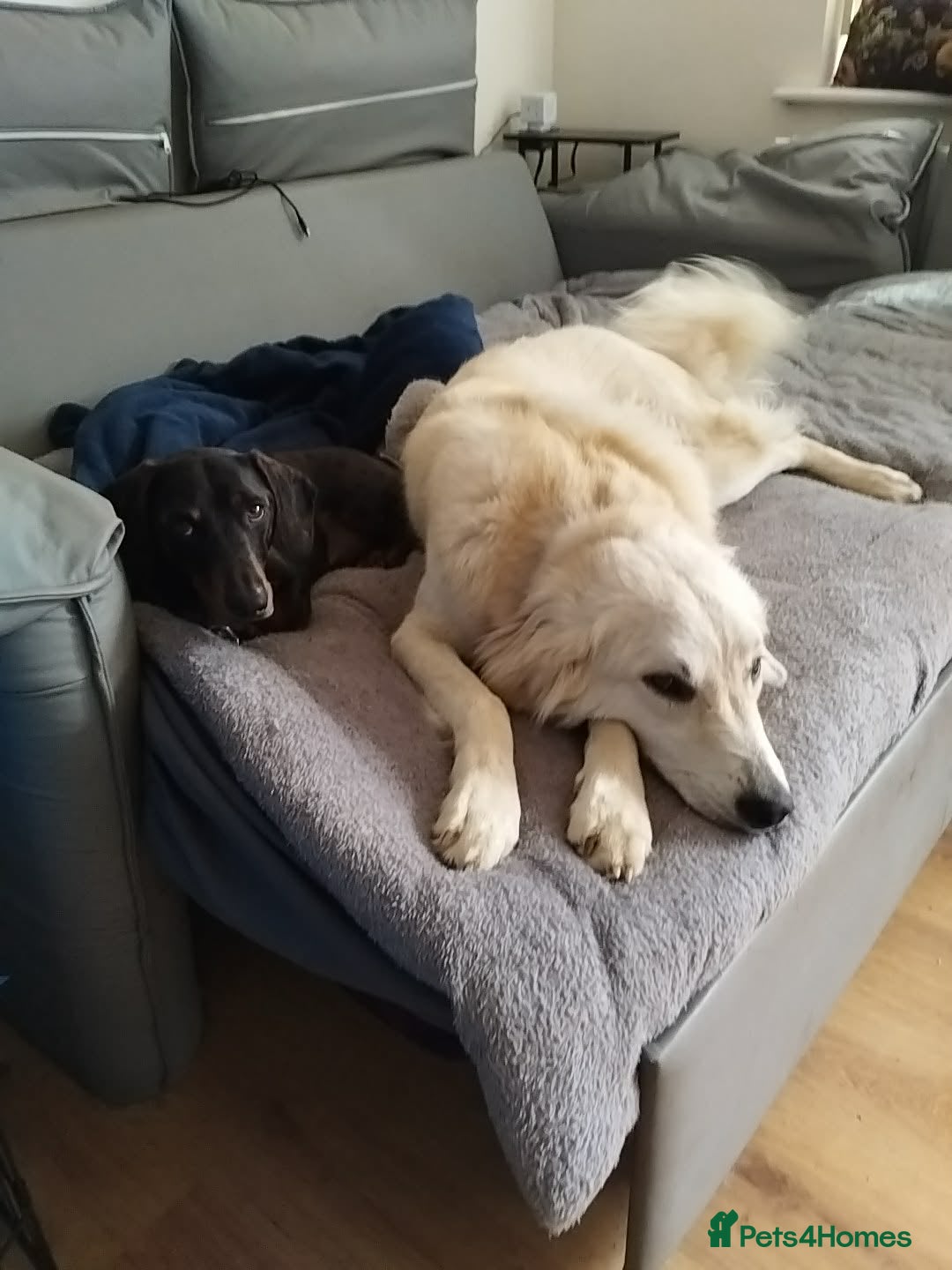 Mixed Breed dogs for adoption: Alaska wants the best home  in Crewe - Advert 8