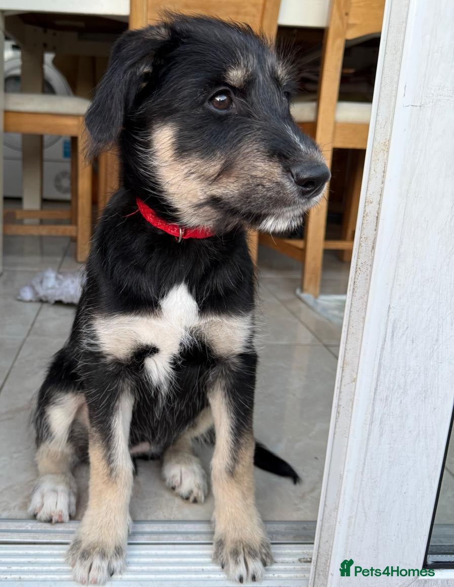 Mixed Breed dogs Beautiful family raised Husky x Springador Puppies - Advert 2