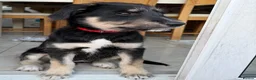 Mixed Breed dogs for sale: Beautiful family raised Husky x Springador Puppies - Advert 1