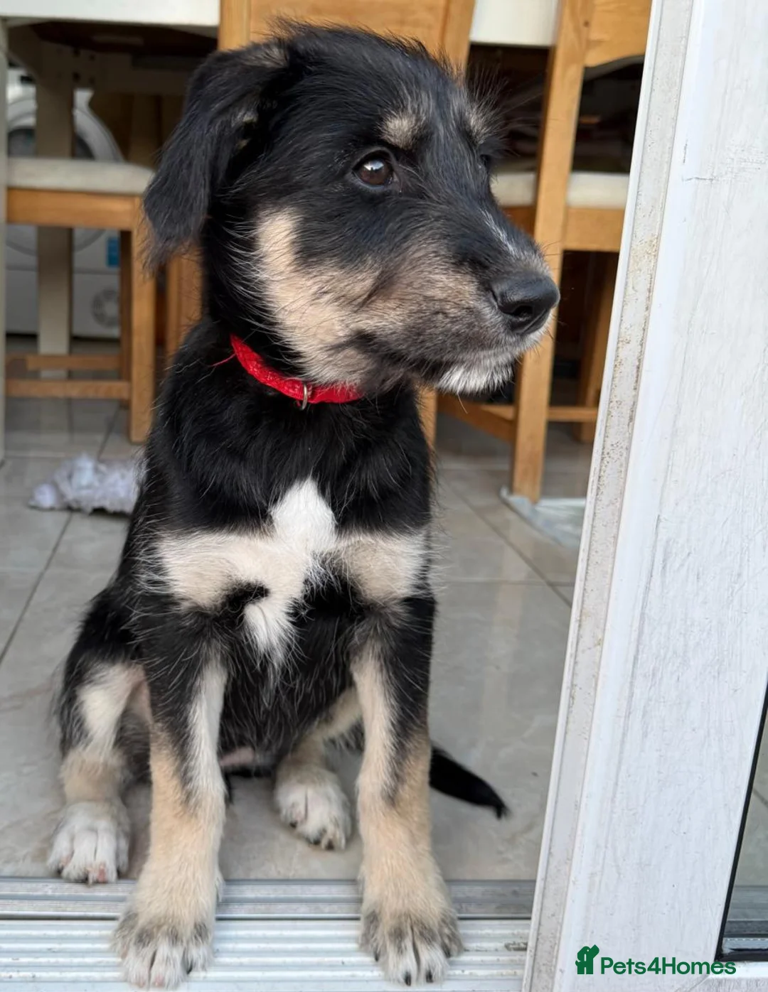 Mixed Breed dogs for sale: Beautiful family raised Husky x Springador Puppies - Advert 1