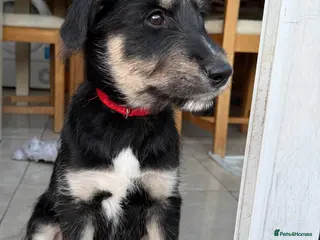Mixed Breed dogs Beautiful family raised Husky x Springador Puppies - Advert 10