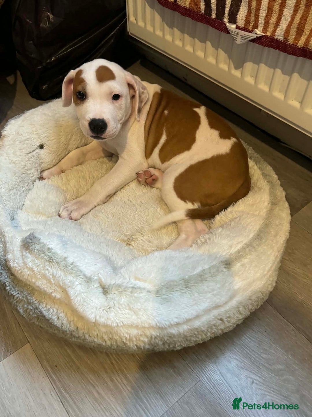 Staffordshire Bull Terrier dogs for sale: Staffordshire puppies  - Advert 5