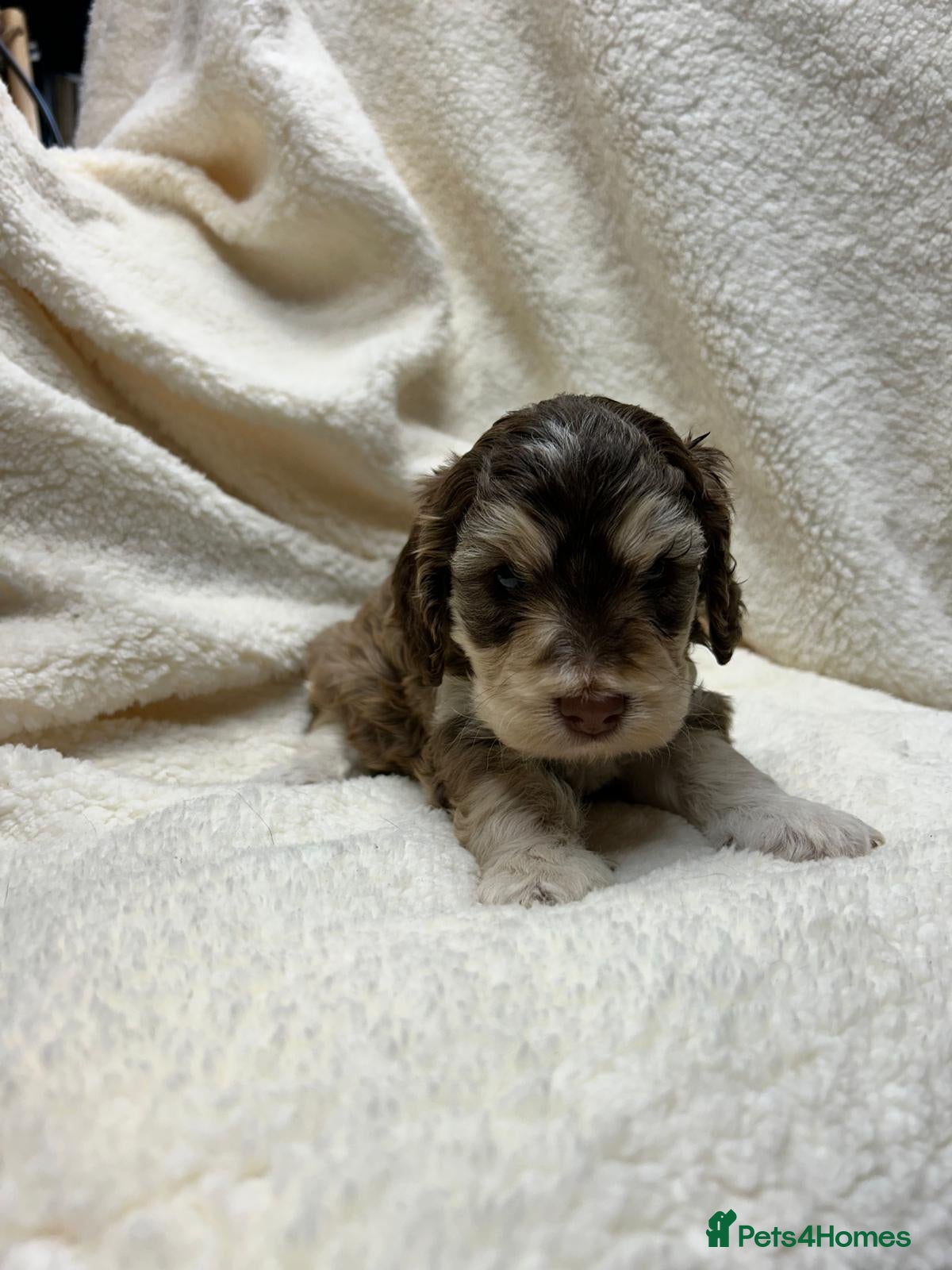 Cockapoo dogs Cockapoo puppies  - Advert 2