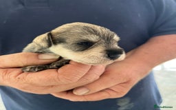 Miniature Schnauzer dogs for sale: Home reared bundles of love - Image 9