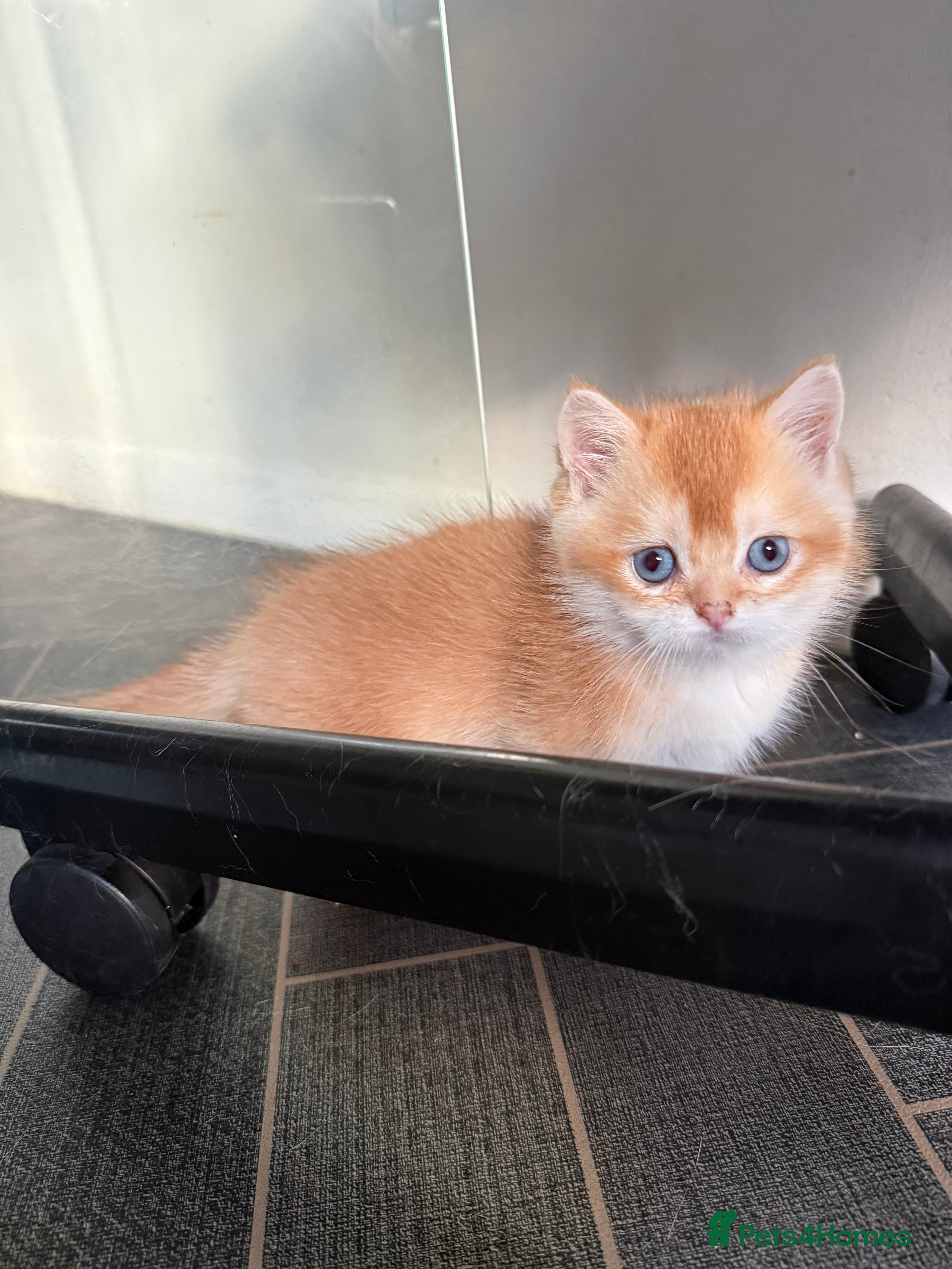 British Shorthair cats GCCF reg BSH Chocolate and Black Golden Kittens - Advert 11