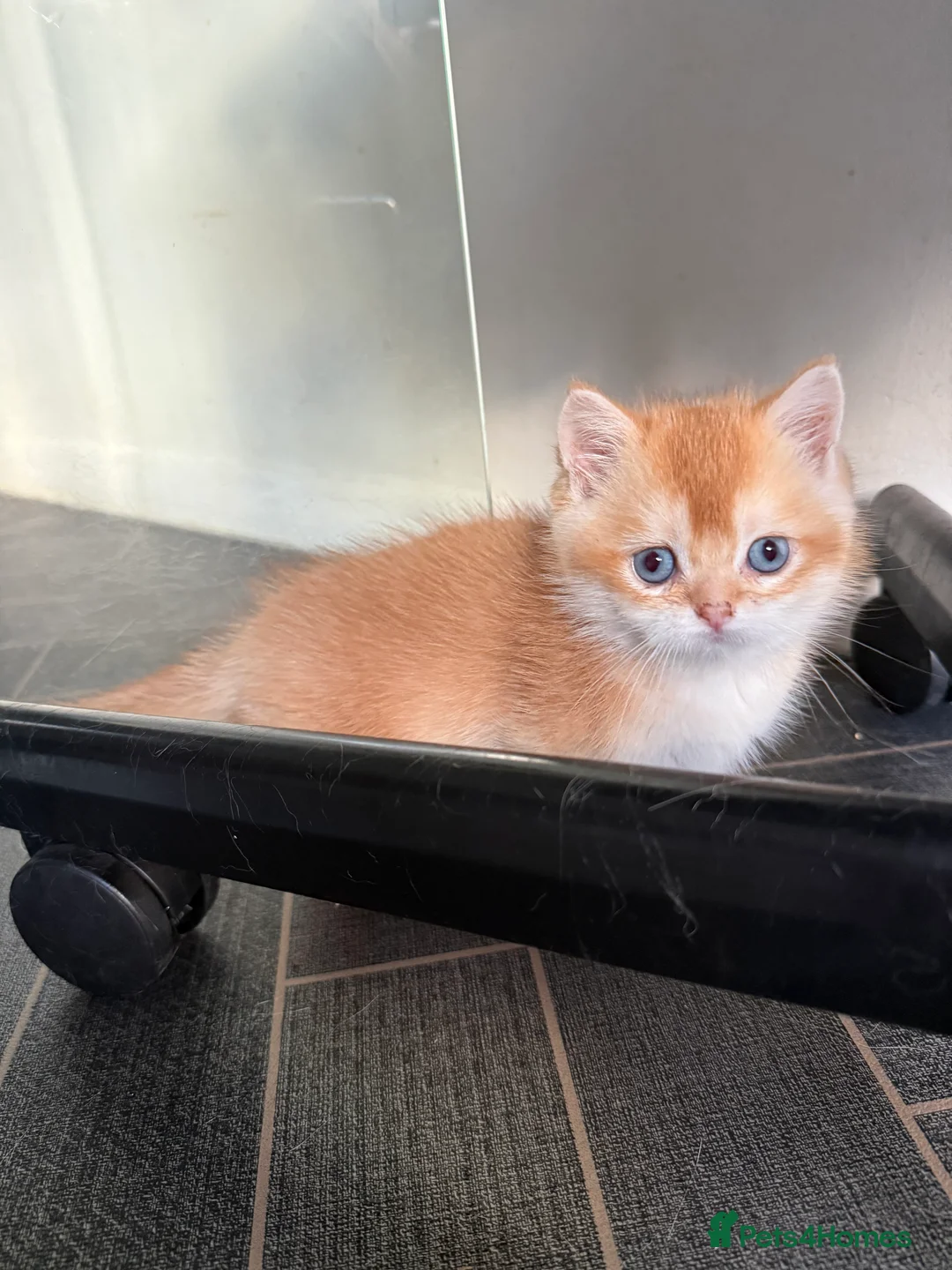 British Shorthair cats for sale: GCCF reg BSH Last Black Golden Female Kitten - Advert 4