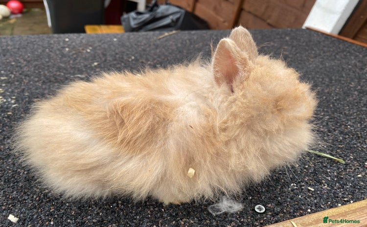 Lionhead rabbits - Advert 17