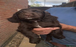 Cocker Spaniel dogs for sale: Beautiful Cocker Spaniel Puppies  - Image 13
