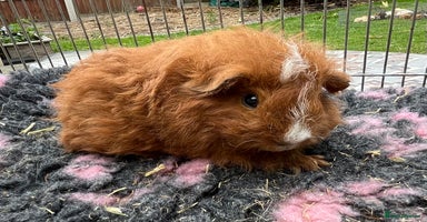 Guinea Pig rodents - Advert 11
