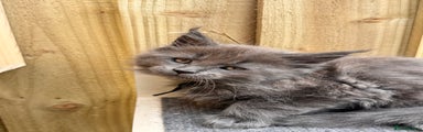 Maine Coon Kitten black 