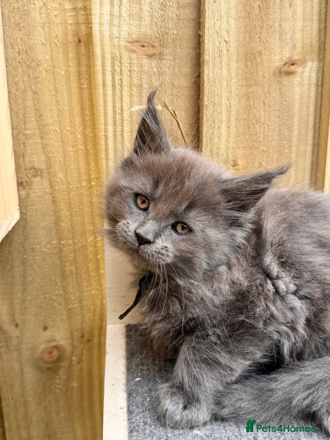 Maine Coon cats for sale: FINAL 3 REMAINING :TICA registered Mainecoons  - Image 20