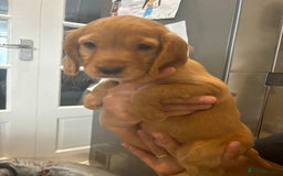 Cocker Spaniel dogs for sale: Cute show type very rare colours dna health tested - Image 26