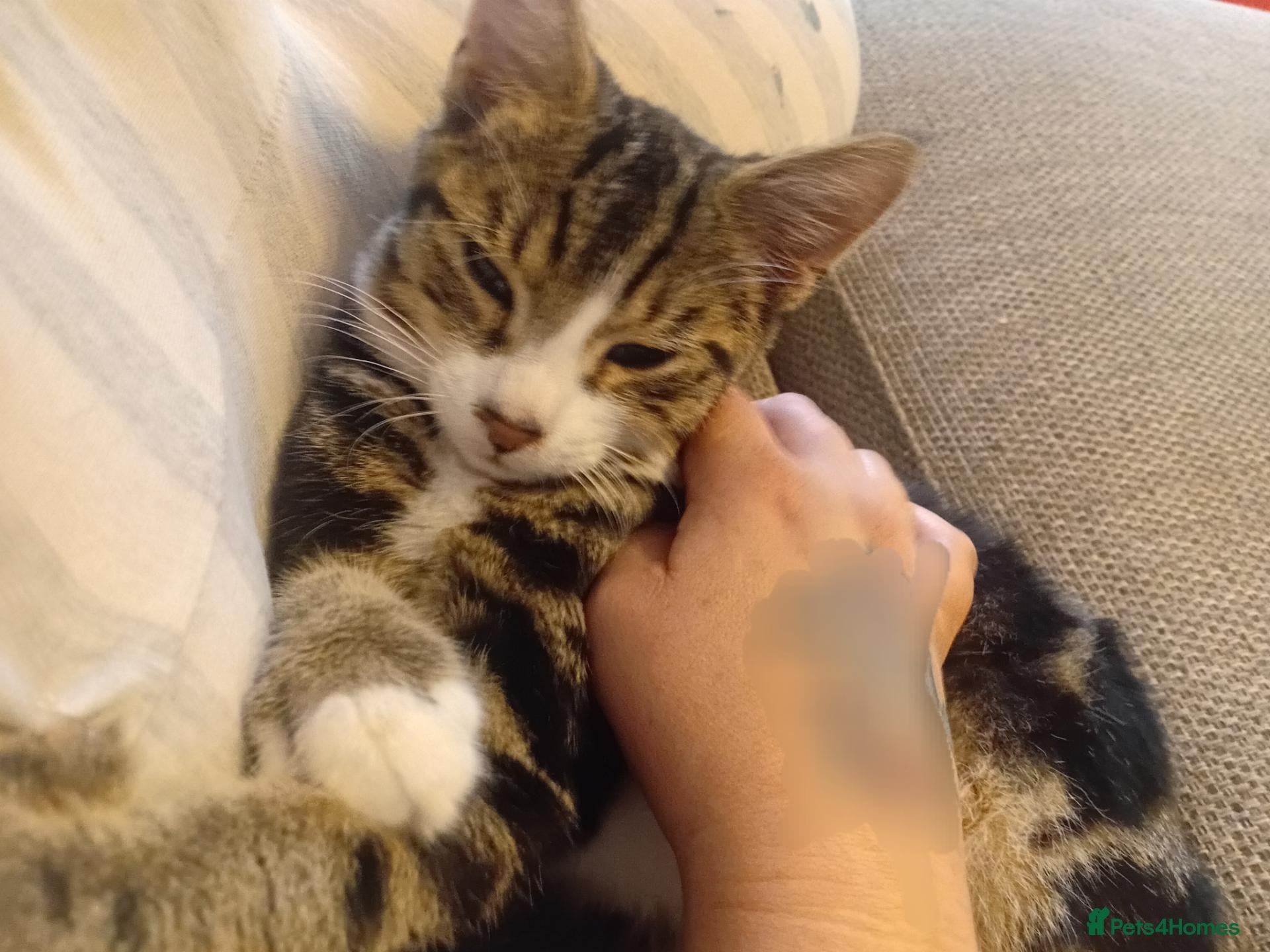 Mixed Breed cats Meet Duke and Max – Two Very Special Boys - Advert 10