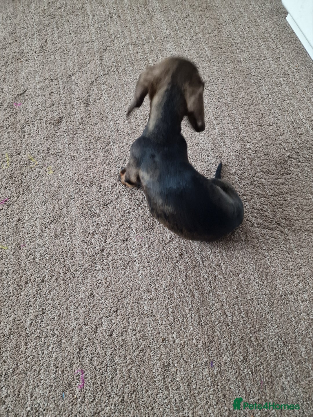 Dachshund dogs for sale: Female miniature dashound  - Advert 6