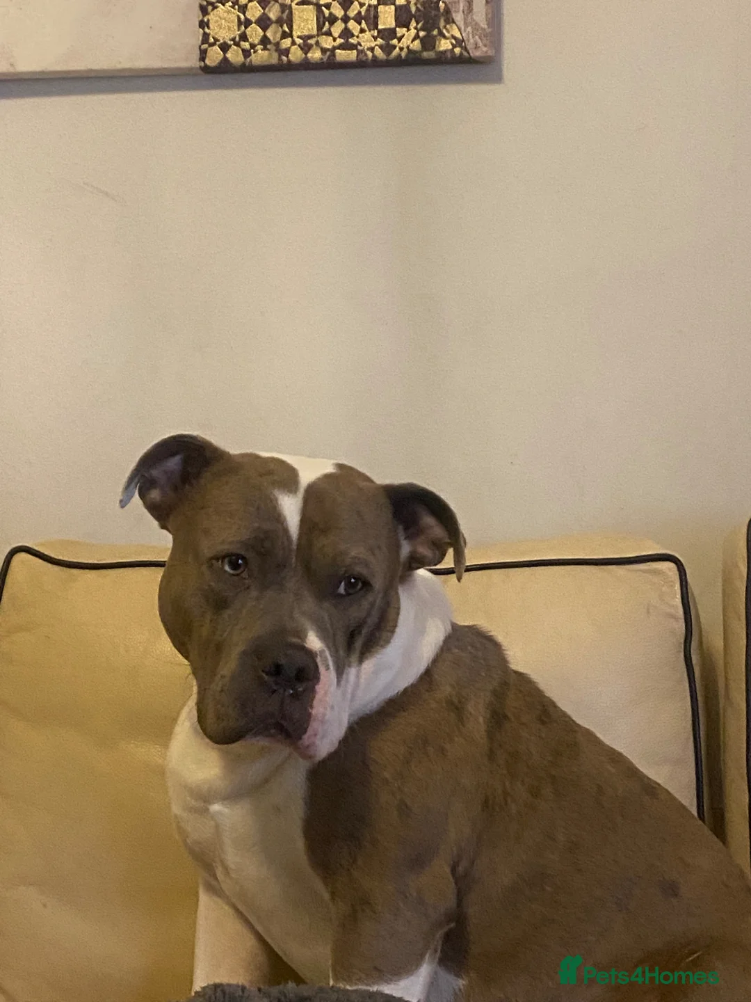 Mixed Breed dogs for sale: Buddy needs a new home - Advert 2