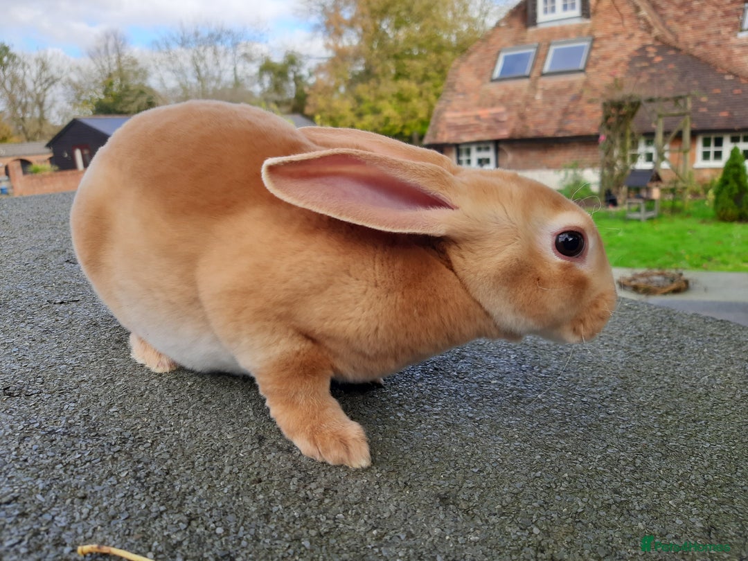 Rex rabbits for sale: Standard orange rex females - Image 5