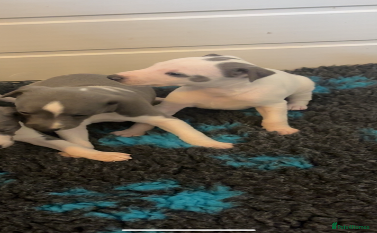 Whippet dogs - Advert 2