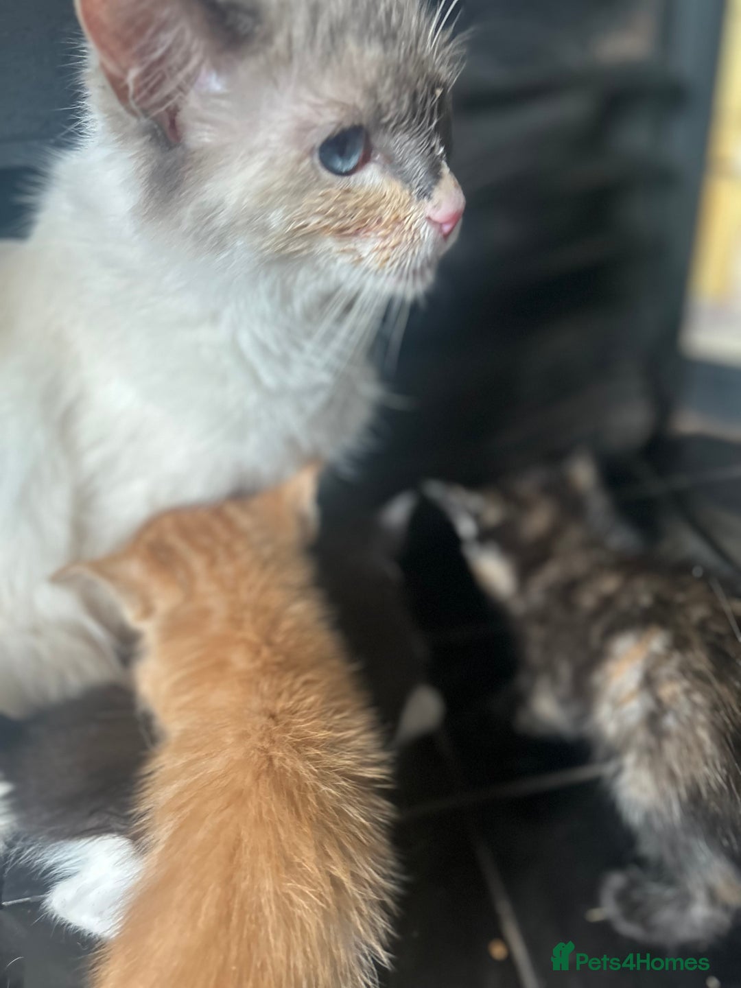 Mixed Breed cats for sale: Beautiful Kittens  - Image 14