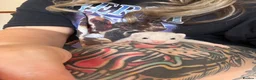 Ferret rodents for sale: Micro/whippet ferret kits  in Leicester - Advert 5