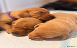 Labrador Retriever dogs for sale: FOX RED LABRADOR PUPPIES  - Image 2