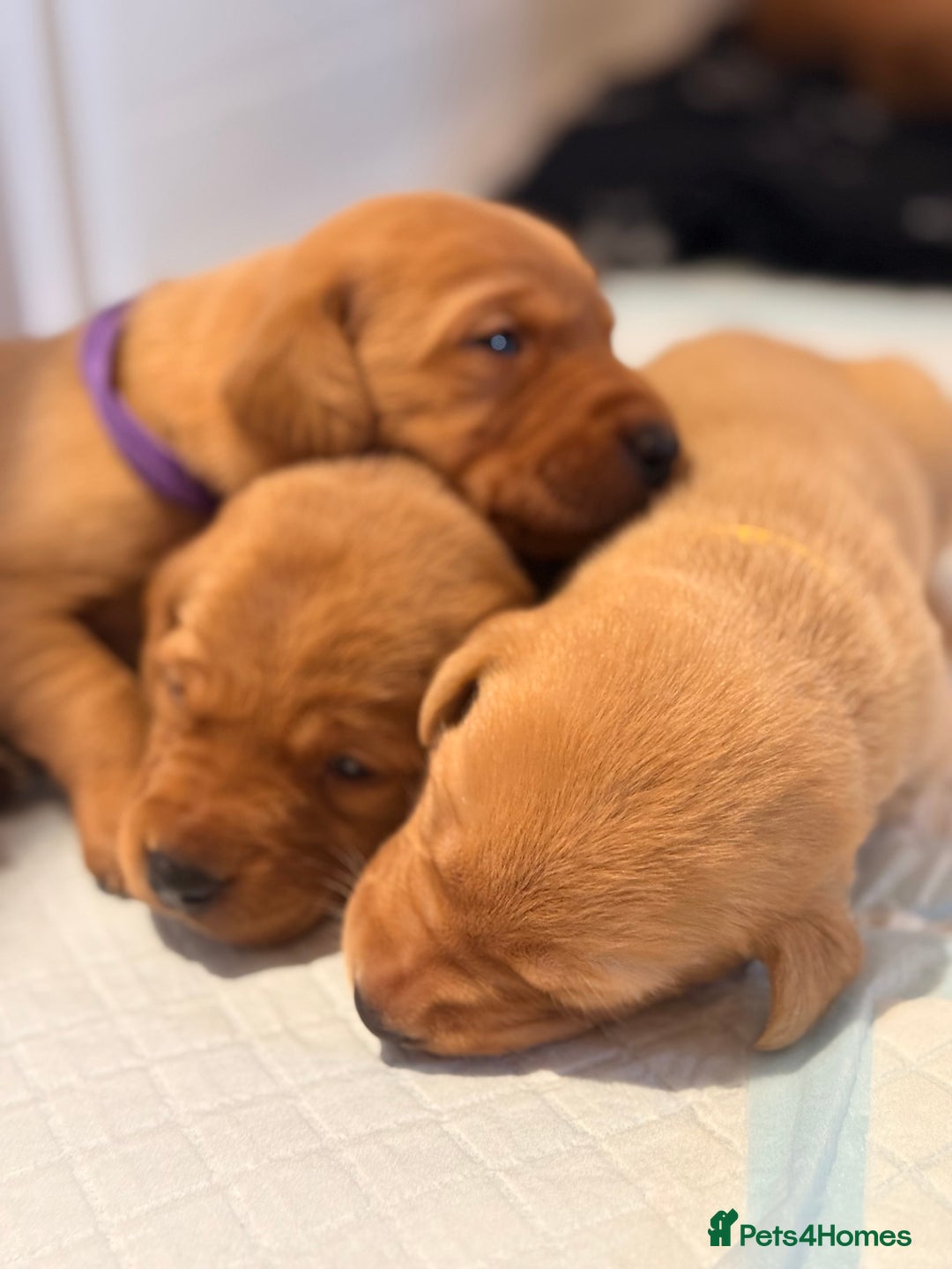 Labrador Retriever dogs for sale: FOX RED LABRADOR PUPPIES  - Image 2