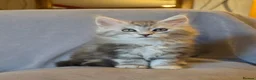 Maine Coon cats for sale: Gorgeous TICA register boys  - Advert 8