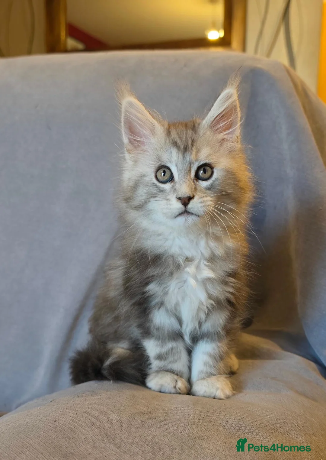 Maine Coon cats for sale: Gorgeous TICA register boys  - Advert 8