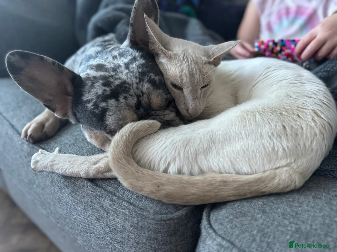 Siamese cats for sale: Coco the Lilac Point Siamese  - Advert 3