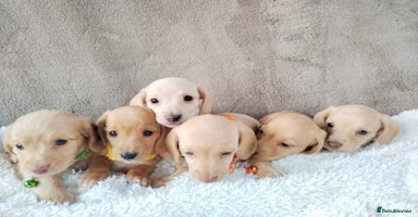 Miniature Dachshund dogs - Advert 16