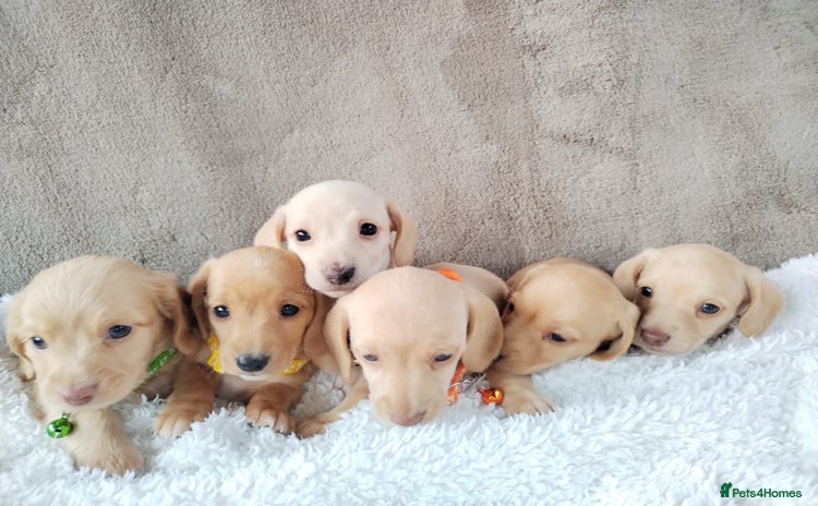 Miniature Dachshund dogs - Advert 3