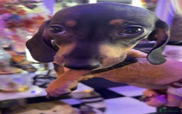 Dachshund dogs for sale: Dachshund puppy in Antrim - Image 5