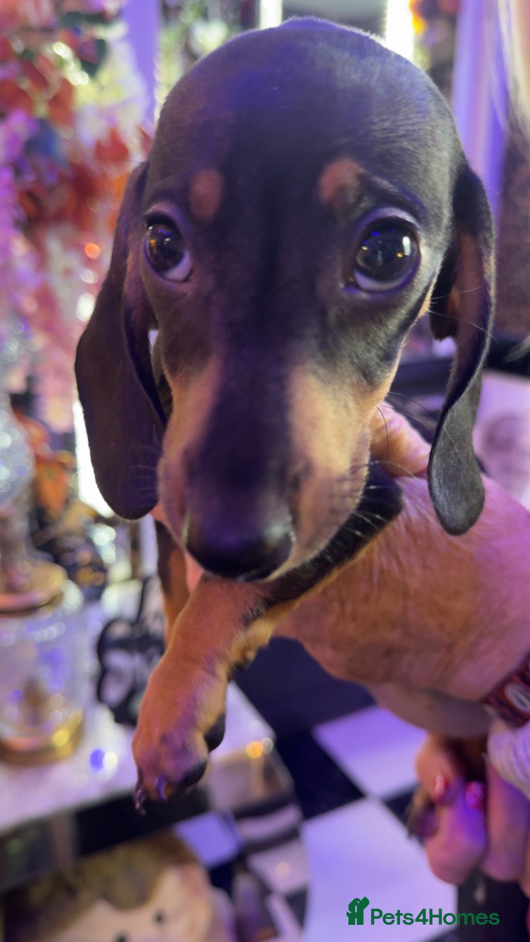 Dachshund dogs for sale: Dachshund puppy in Antrim - Image 5