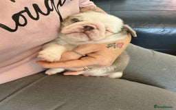 Pug dogs for sale: Stunning litter lilac tans and lilac tan pandas - Image 20