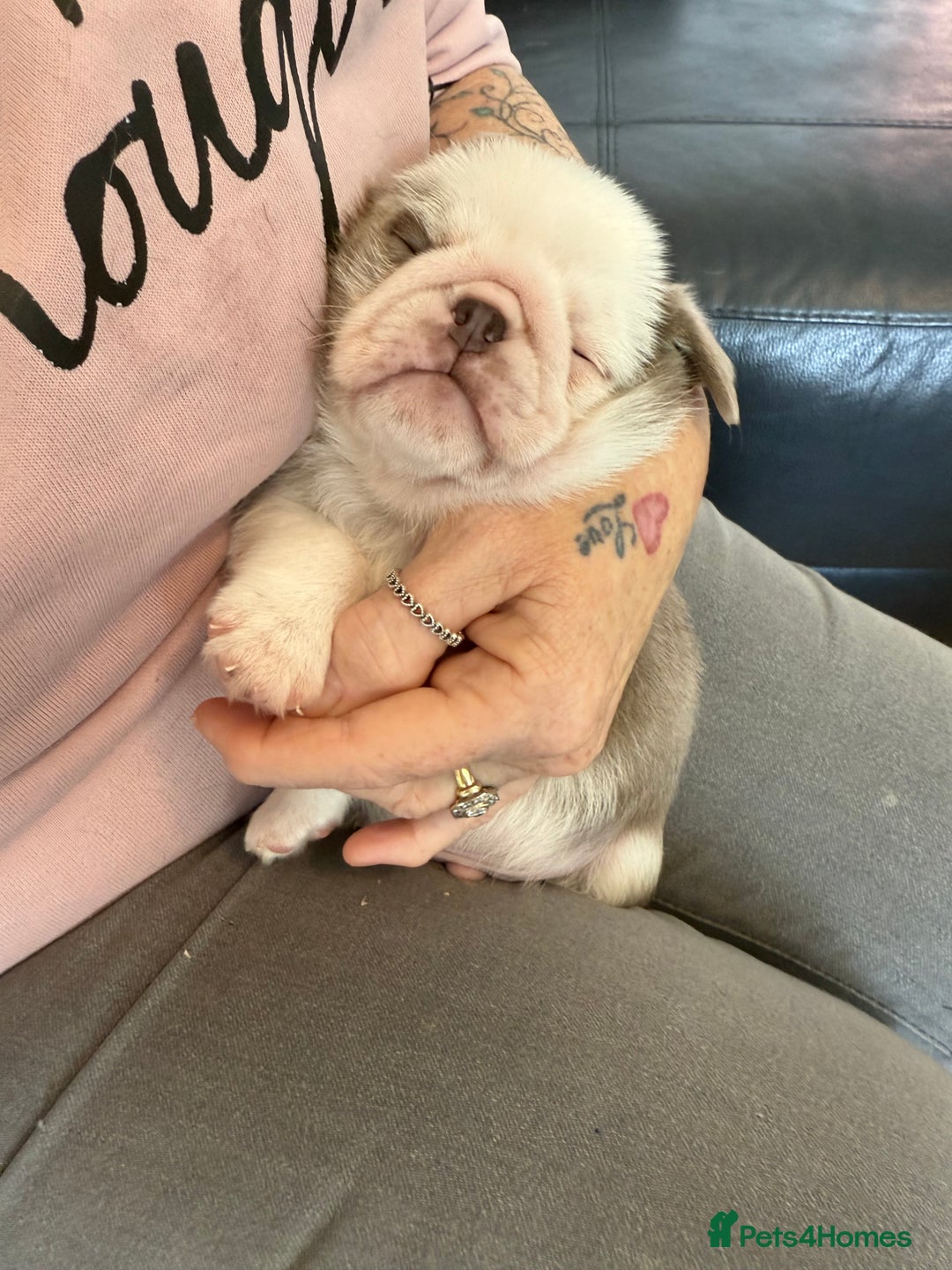 Pug dogs for sale: Stunning litter lilac tans and lilac tan pandas - Image 20