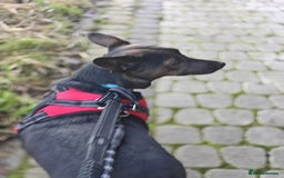 Mixed Breed dogs for adoption: 💖🐶 BUNIA 🐶💖 - Image 5