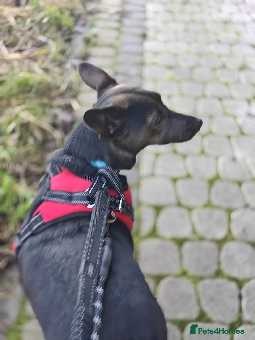 Mixed Breed dogs for adoption: 💖🐶 BUNIA 🐶💖 - Image 5